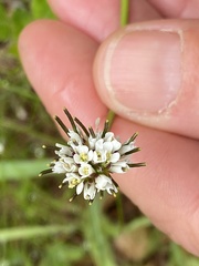 Arabis ciliata