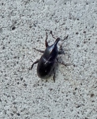 Melanobaris