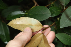 Amorphospermum antilogum