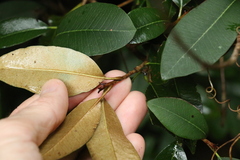 Amorphospermum antilogum