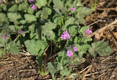 Erodium malacoides