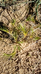 Distichlis distichophylla