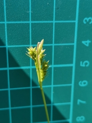 Carex breviculmis breviculmis