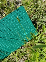 Carex breviculmis breviculmis