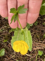 Ranunculus montanus