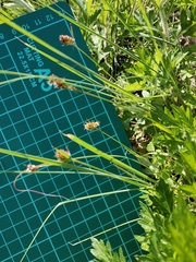 Luzula capitata
