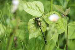 Asiagomphus melaenops