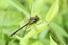 Asiagomphus melaenops