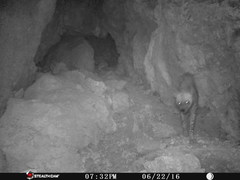 Hyaena hyaena