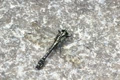 Shaogomphus postocularis