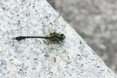 Nihonogomphus viridis