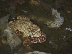 Bufotes viridis viridis