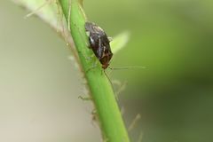 Pachylygus japonicus