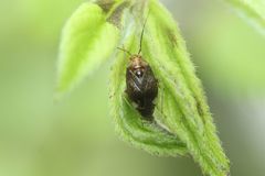 Pachylygus japonicus