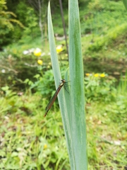 Pyrrhosoma