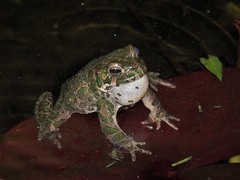 Bufotes viridis viridis
