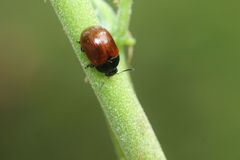 Gonioctena rubripennis