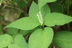 Chloranthus serratus