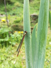 Pyrrhosoma