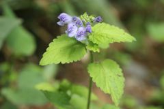 Scutellaria brachyspica