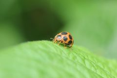 Diekeana admirabilis