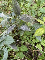 Erysiphe pisi