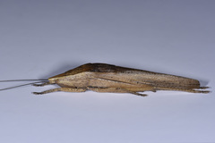 Pseudorhynchus minor