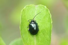 Hemipyxis plagioderoides