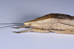 Pseudorhynchus minor