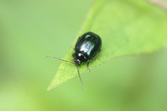 Hemipyxis plagioderoides