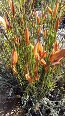 Willdenowia glomerata