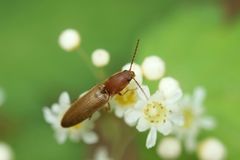 Dolerosomus gracilis