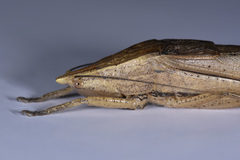 Pseudorhynchus minor