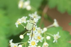Hoplia communis