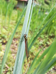 Pyrrhosoma
