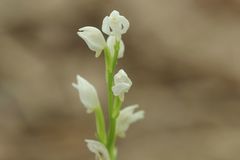 Cephalanthera erecta