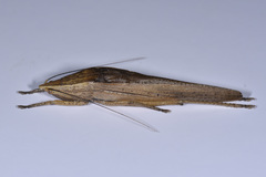 Pseudorhynchus minor