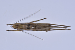 Pseudorhynchus minor
