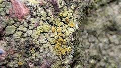 Flavoplaca citrina