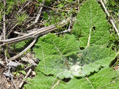 Salvia aethiopis
