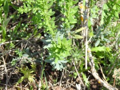 Haplophyllum linifolium