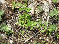 Helianthemum ledifolium