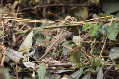 Sceloporus occidentalis