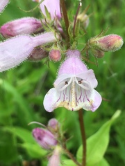 Penstemon calycosus