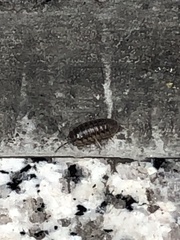 Armadillidium
