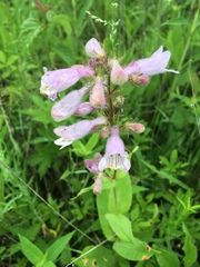 Penstemon calycosus
