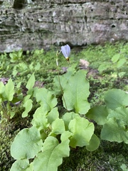 Primula frenchii