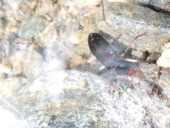 Nebria picicornis