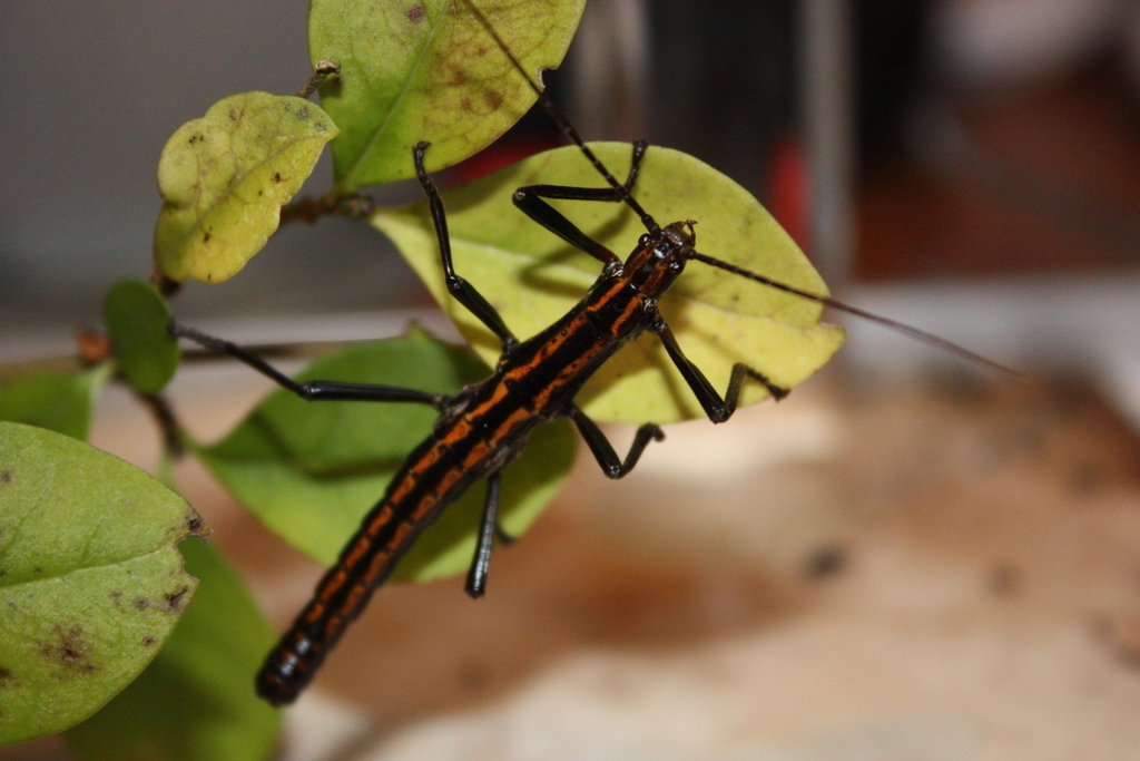 Red-striped Stick Insect