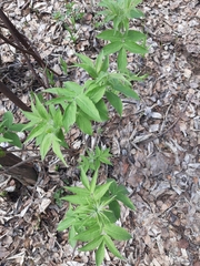 Sambucus sibirica